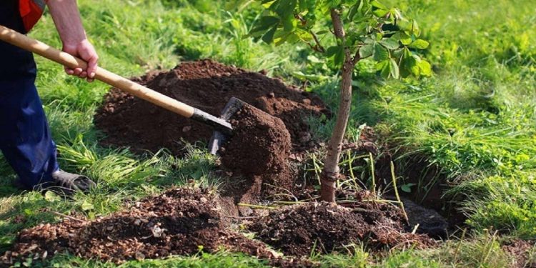 ۳ میلیون و ۹۰۰ هزار اصله نهال در قزوین کاشته می شود