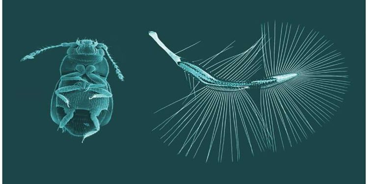 ساخت نسل جدید ریزپرندهها با الهام از پرواز حشرات ریز