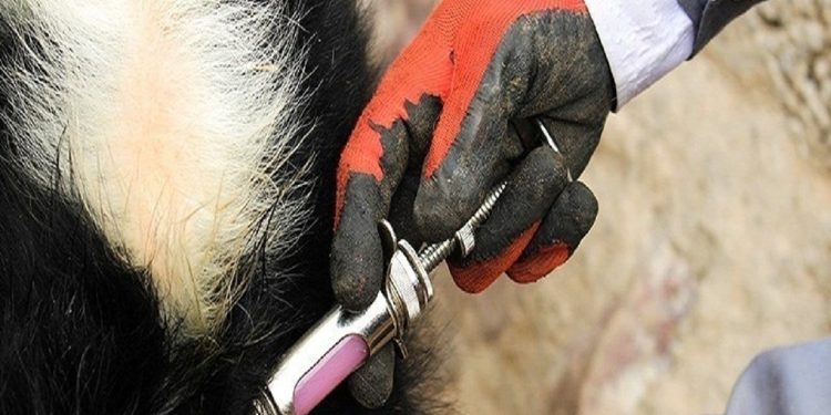 واکسیناسیون دام ها علیه بیماری تب برفکی در اسکو