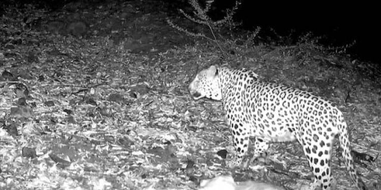 مشاهده پلنگ ایرانی در جنگل‌های هیرکانی املش