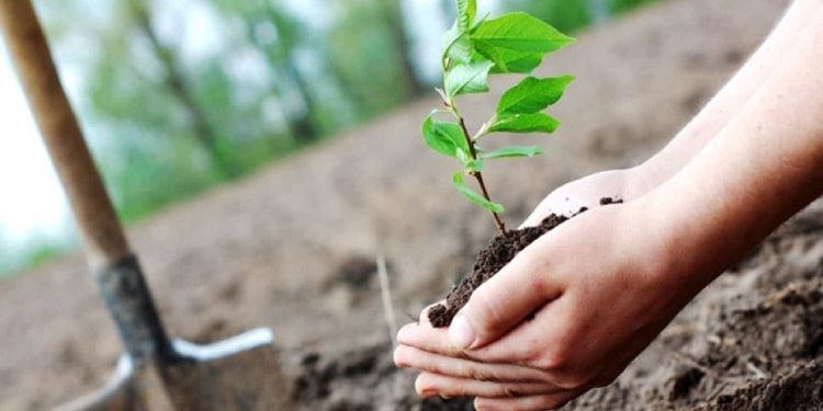 سواحل مازندران تبدیل به جنگل میشوند