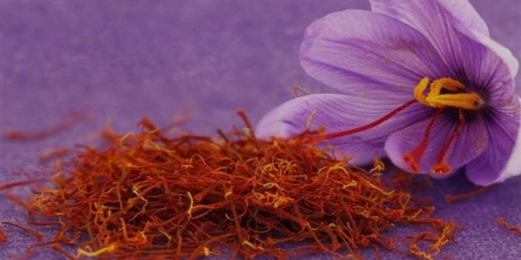 رئیس اداره جهاد کشاورزی مینودشت گفت:امسال پیش بینی می شود یک تن و ۸۰۰ کیلوگرم زعفران از مزارع مینودشت برداشت شود.