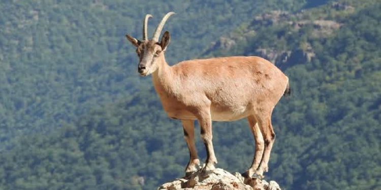 سلطان کوهستان در قابی زیبا