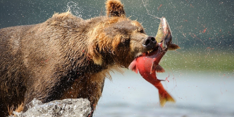 غذارسانی به حیوانات، غریزه طبیعی آنان را نابود میکند