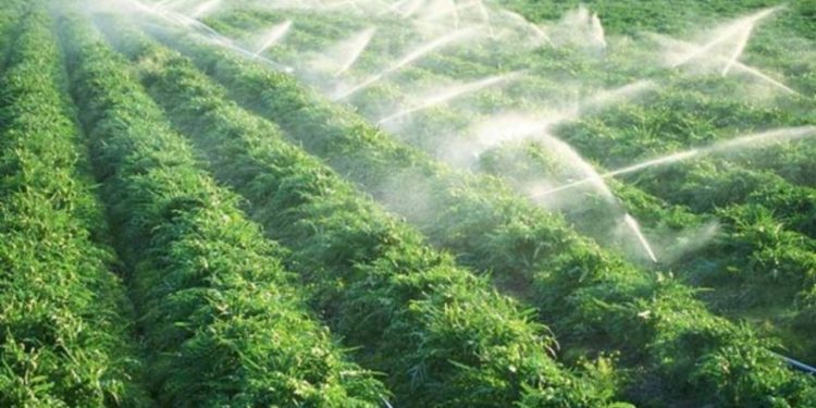 بحران بهره‌وری در لرستان؛ وقتی ۷۷ درصد اراضی دیم سهمی ناچیز از تولید دارند