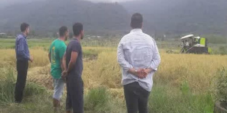 عباس‌آباد قطب تولید برنج مرغوب با تولید سالانه ۲ هزار تن