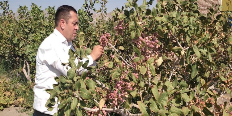 سطح زیرکشت پسته در آذربایجان شرقی از ۳ هزار هکتار گذشت