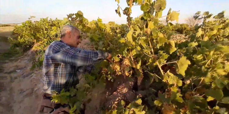 برداشت خوشه های طلایی از باغ های روستای جوهرین+ فیلم