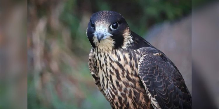 رهاسازی یک پرنده حمایت شده شاهین در آستارا