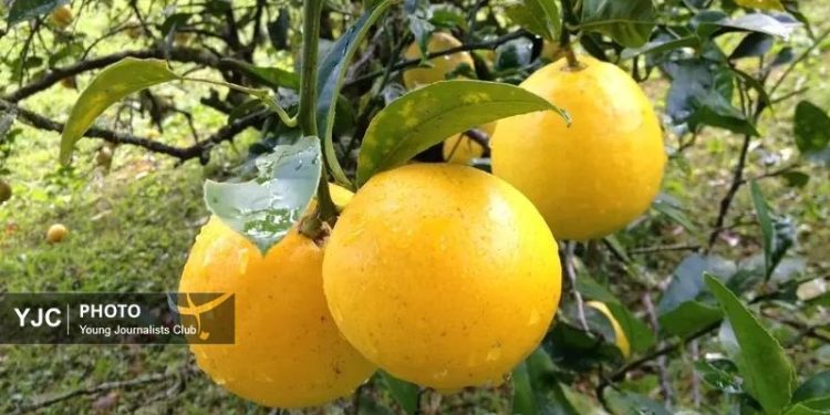 آغاز برداشت ۳۳ هزار تن لیمو شیرین در میناب   