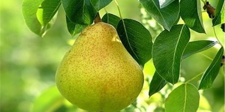 تولید بیش از ۶ هزار تن گلابی در آذربایجان شرقی