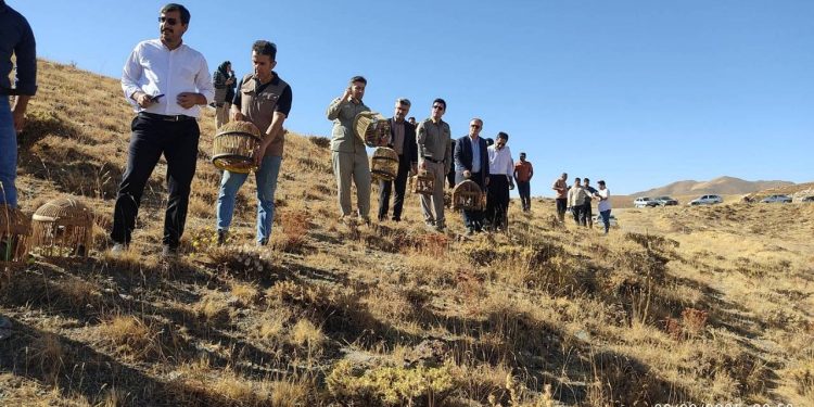 بازگشت ۱۶ قطعه کبک وحشی به دامان طبیعت در شهرستان سقز