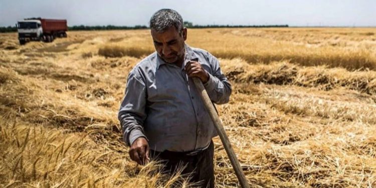 کردستان میزان ۱۰.۴ درصد کل گندم خریداری شده در کشور را دارد