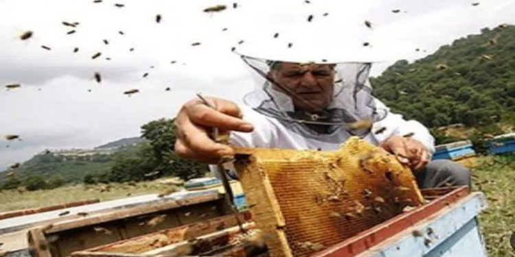 تولید عسل در گلوگاه به ۴۵ تن رسید؛ پیش‌بینی برداشت ۵ تن دیگر تا پایان شهریور