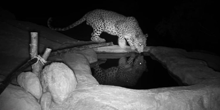 ثبت تصویر سه فرد پلنگ ایرانی در منطقه حفاظت‌شده سبزکوه چهارمحال‌وبختیاری+فیلم