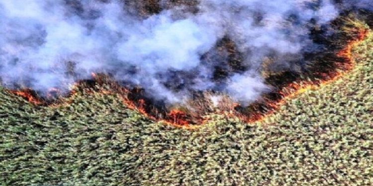 مشکل خودسوزی هورالعظیم با همکاری کشورهای ایران، عراق و ترکیه قابل حل است