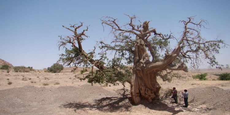 دومین سرو خمره‌ای کهنسال ایران گرفتار بی مهری