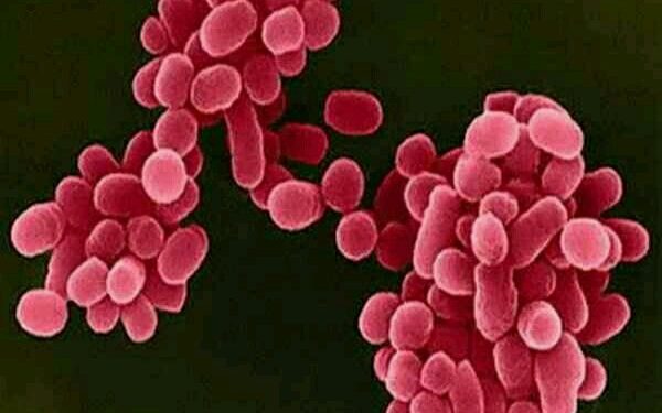 شناسایی و درمان بیش از یک هزار بیمار مبتلا به تب مالت در اردبیل