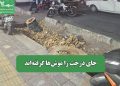 جای درخت را موشها گرفتهاند