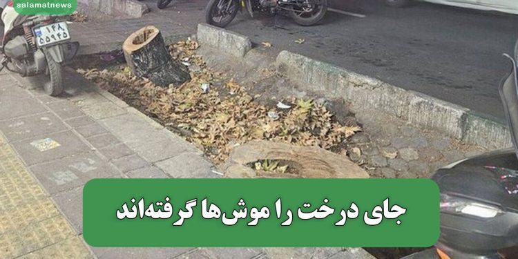 جای درخت را موشها گرفتهاند