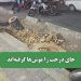 جای درخت‌ را موش‌ها گرفته‌اند