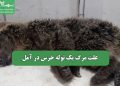 علت مرگ یک توله خرس در آمل