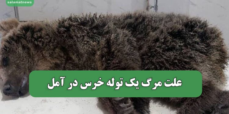 علت مرگ یک توله خرس در آمل