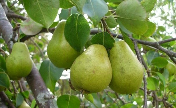 تولید ۶۶۰۰ تن گلابی در آذربایجان شرقی