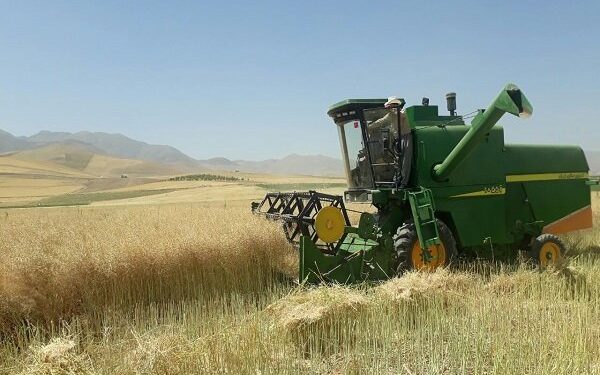 پرداخت ۱۰۰ درصد مطالبات کلزاکاران میاندورود