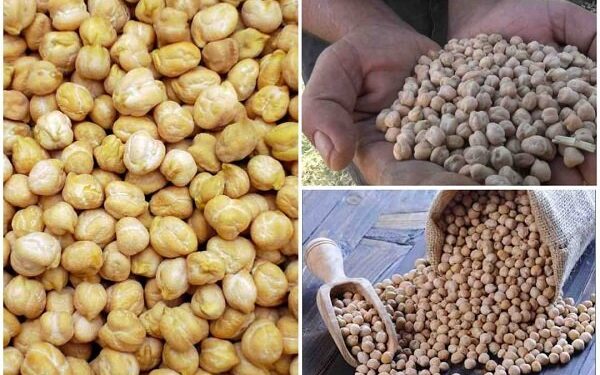 طلای دیم‌زارهای کرمانشاه در جیب دلالان برشته می‌شود