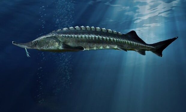 تولید سالانه ۱۰۰۰ تن خاویار با تکمیل مجتمع «رنگین بان» پلدختر