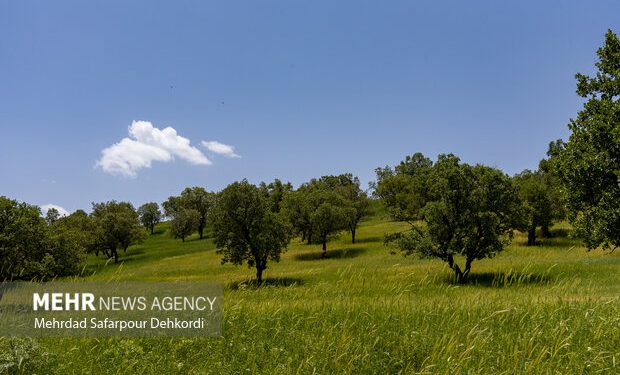 استان زنجان حدود ۷۳ هزار هکتار جنگل دارد