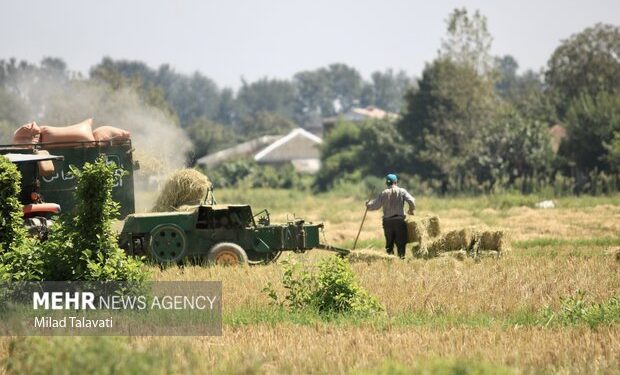 تولید برنج در میاندورود ۳۱ درصد رشد داشته است