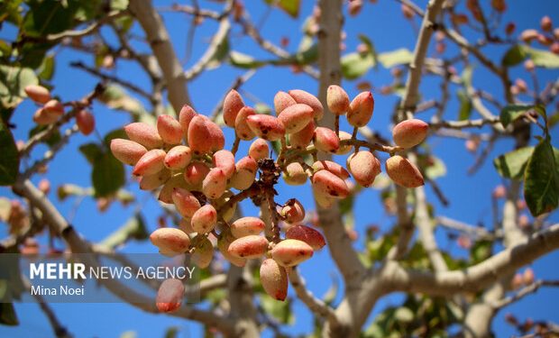کشت پسته‌ در ۴۳۳ هکتار از اراضی مستعد استان زنجان