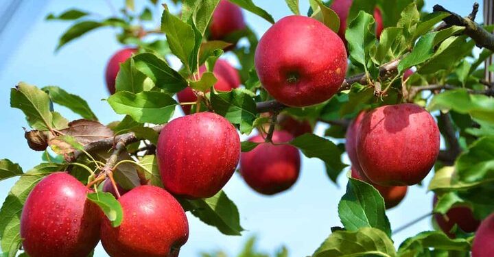 «استان فارس» رتبه سوم تولید سیب در کشور