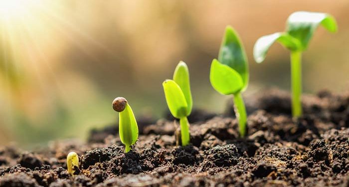 کشاورزی گیاهی؛ انتخابی هوشمند برای آینده زمین، انسانها و حیوانات