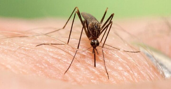 شهر کرمان برای جلوگیری از شیوع «پشه آئدس» آماده می شود