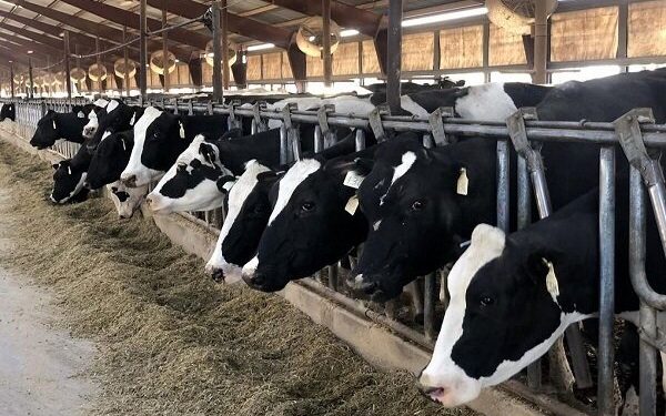 ۲۲۲ طرح پرواربندی دام در مازندران اجرا میشود