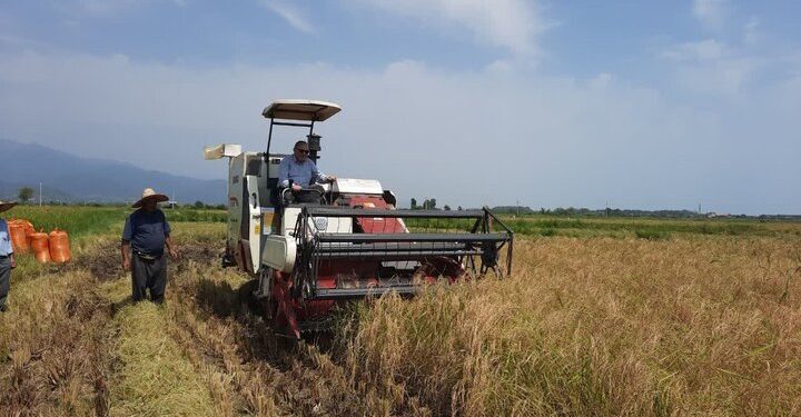 ۱۴۰۰ تن برنج در سوادکوه تولید شد