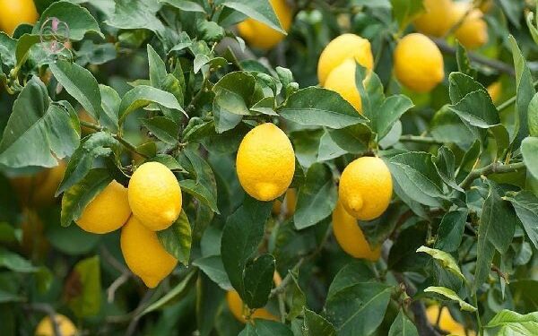 راز سلامتی در قطره‌های ترش لیمو!