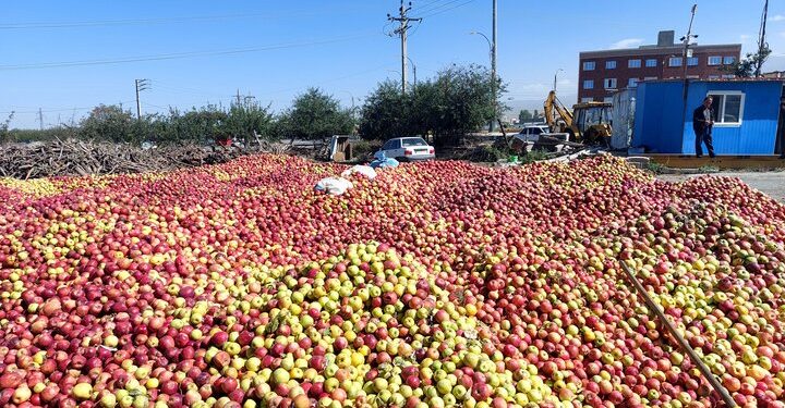 ۳۲ مرکز خرید سیب صنعتی در آذربایجان غربی دایر شد