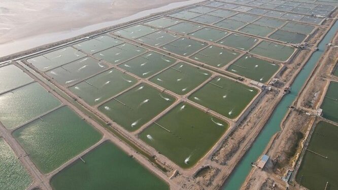 بهره برداری از ۱۴ استخر پرورش متراکم آبزیان در شهرستان شوشتر