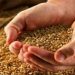 خبر جدید برای گندمکاران/ قیمت واقعی گندم اعلام شد