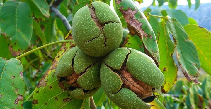 آغاز برداشت گردو از ۱۰۰۰ هکتار باغات بهشهر