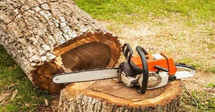 قاچاقچی درختان جنگلی نمین ۷ میلیارد تومان جریمه و روانه زندان شد