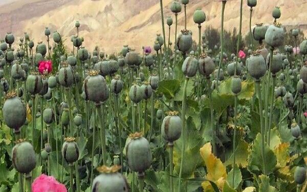 لزوم بازگشت به کشت قانونی خشخاش برای تولید دارو