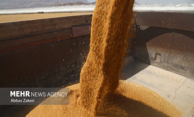خرید تضمینی بیش از ۳۲۸ هزار تن گندم از کشاورزان استان زنجان