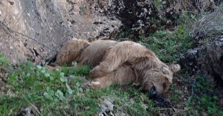 خرس قهوه‌ای سیوند فارس با وجود تلاش برای درمان تلف شد