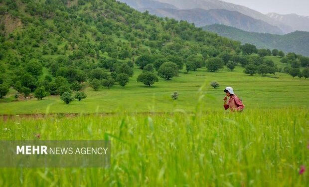 ۲۶ ایستگاه تولید بذر مرتعی در کشور فعال میشود