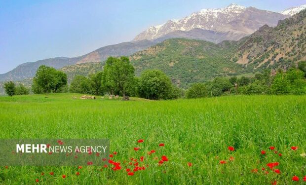هشدار دادستان شهرستان نمین به متجاوزین منابع طبیعی